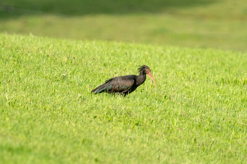 Northern Bald Ibis