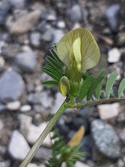 Vicia hybrida