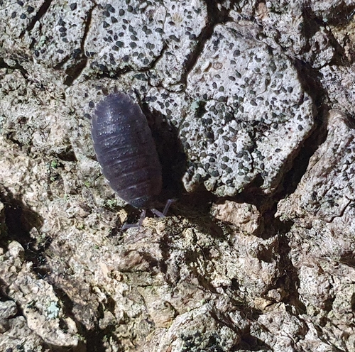 Common Rough Woodlouse