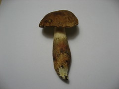 Hemileccinum depilatum