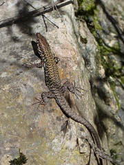 Podarcis muralis nigriventris
