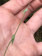 Thysanocarpus radians