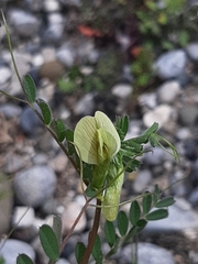 Vicia hybrida