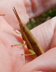 Leptysma marginicollis marginicollis