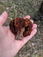 Gyromitra esculenta