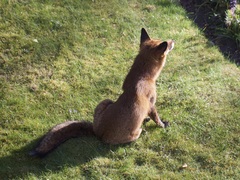 Vulpes vulpes
