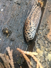 Limax maximus