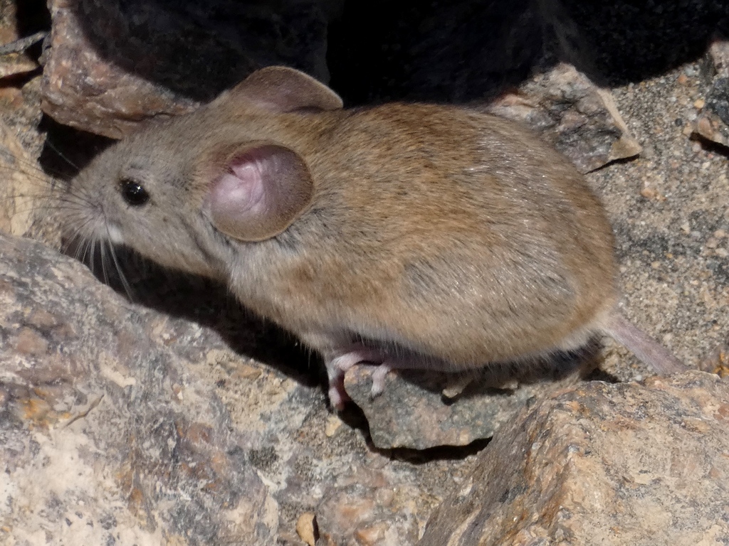 Lima Pericote