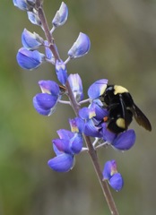Bombus crotchii