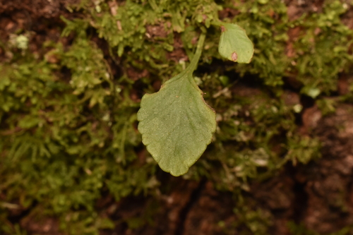 Asplenium trilobum, 2026-06-06