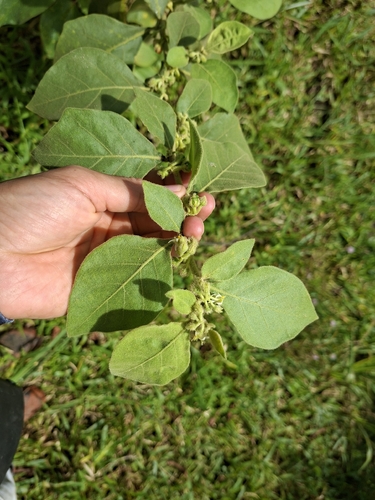 Solanum jamaicense, photograph 2
