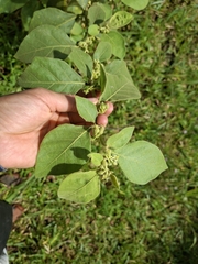 Solanum jamaicense, photograph (c) Daniel Mesa, some rights reserved (CC BY)
