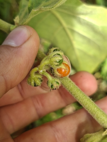 Solanum jamaicense, photograph 3