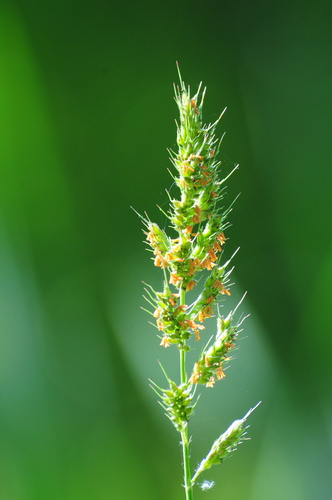 creeping river grass (Echinochloa polystachya)