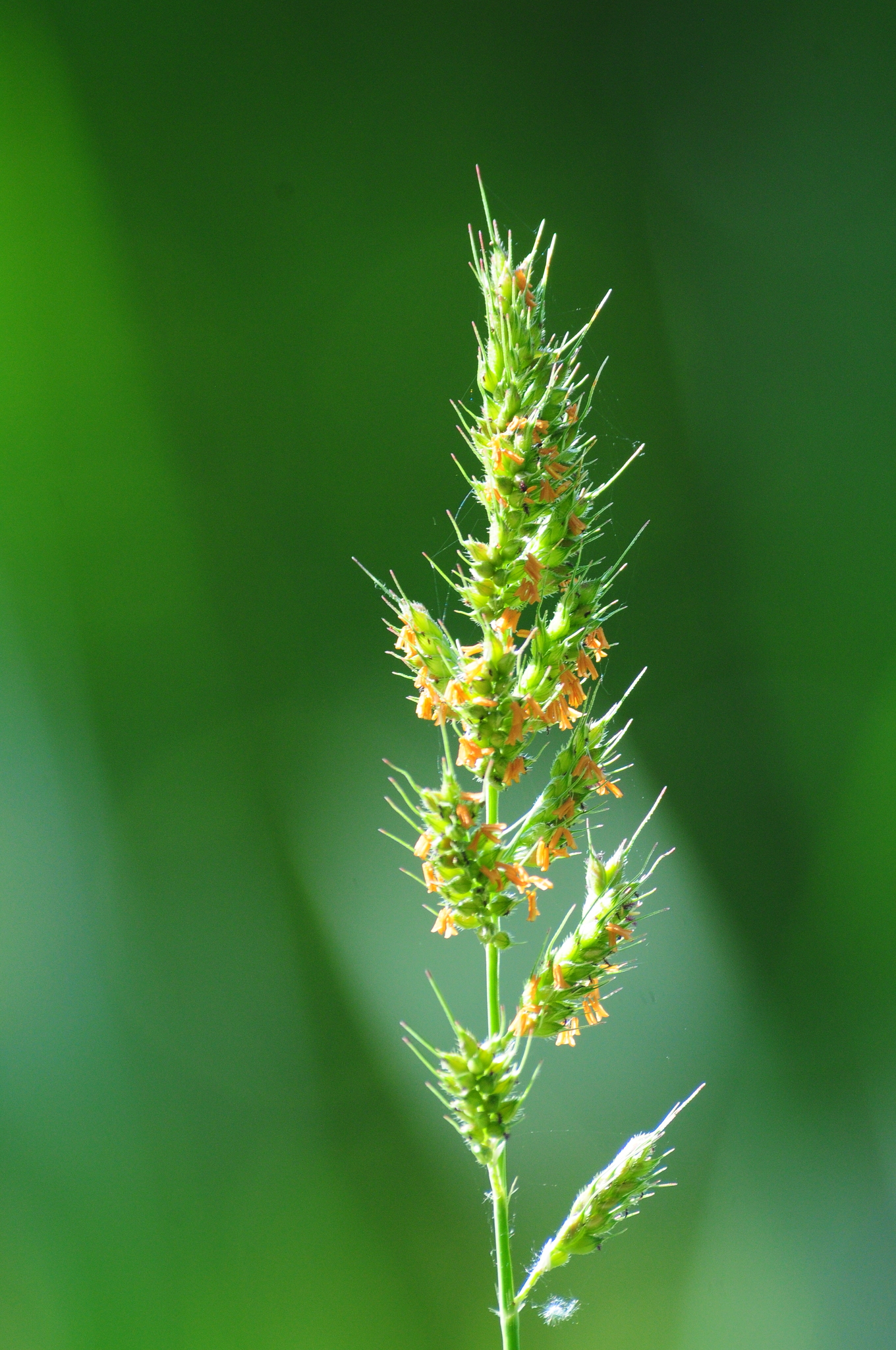 Echinochloa polystachya