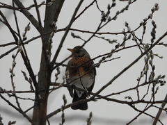 Turdus pilaris