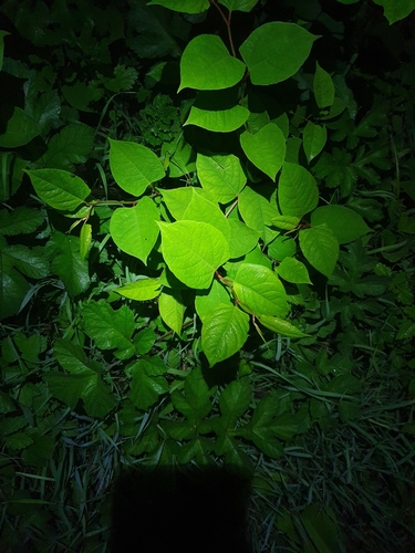 Japanese knotweed