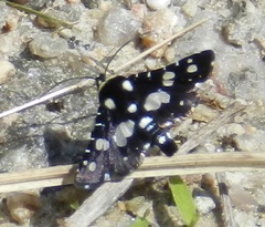 Pseudothyris sepulchralis