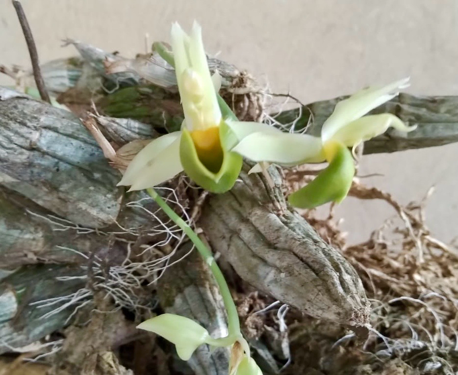 Catasetum complanatum