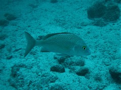 Haemulon scudderii
