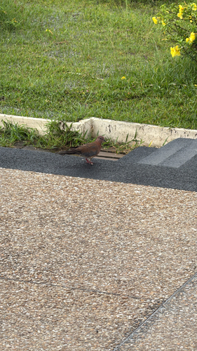 Laughing Dove