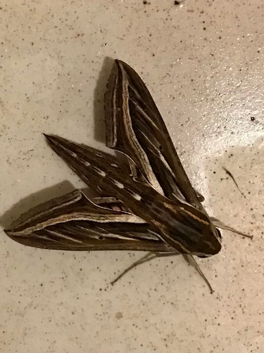 Vine Hawkmoth