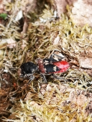 Clerus mutillarius