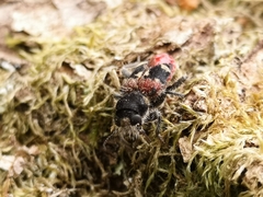 Clerus mutillarius