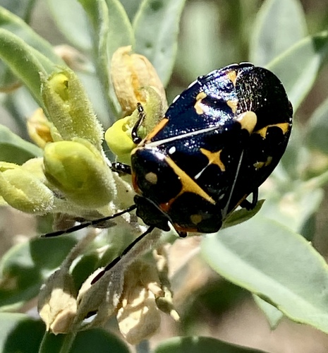 iNaturalist observation photo of Harlequin Bug