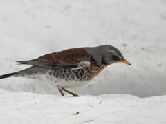 Turdus pilaris