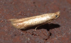 Tischeriidae