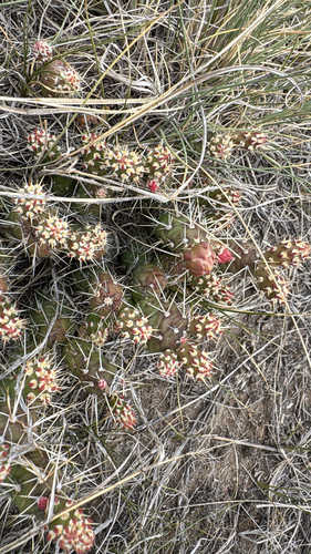 Brittle Pricklypear