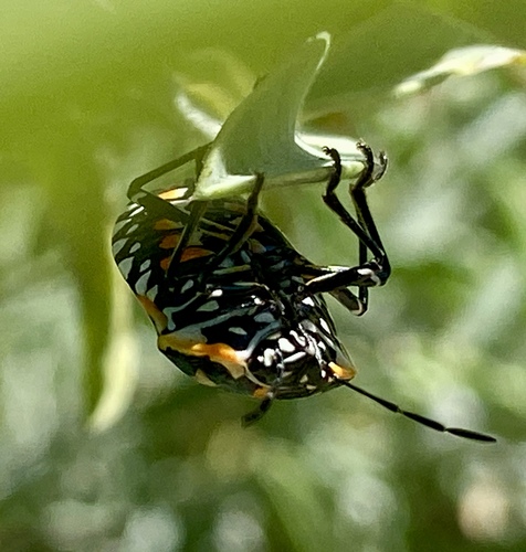 iNaturalist observation photo of Harlequin Bug