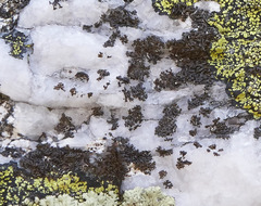 Phaeophyscia sciastra