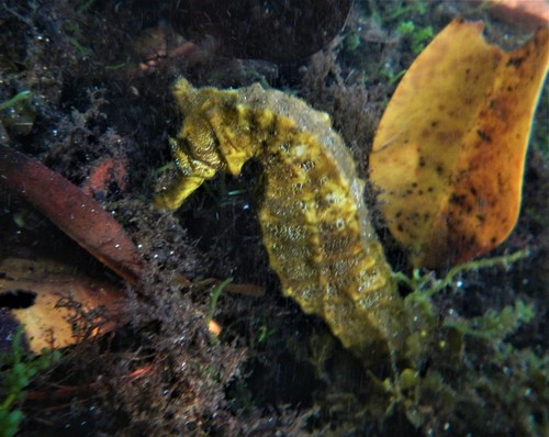 Giant Seahorse