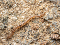 Rhynchodemus sylvaticus