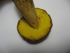 Hemileccinum depilatum