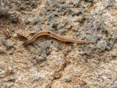 Rhynchodemus sylvaticus