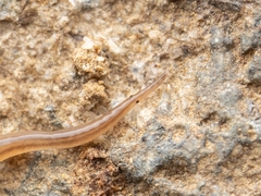 Rhynchodemus sylvaticus