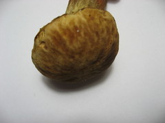 Hemileccinum depilatum