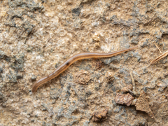 Rhynchodemus sylvaticus