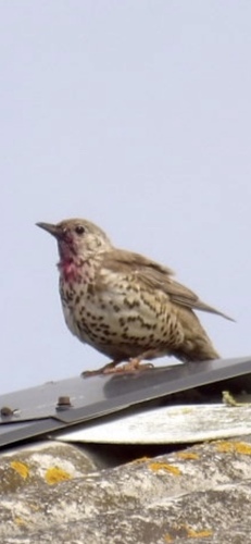 Mistle Thrush