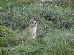 Spermophilus xanthoprymnus