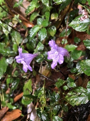 Strobilanthes rankanensis