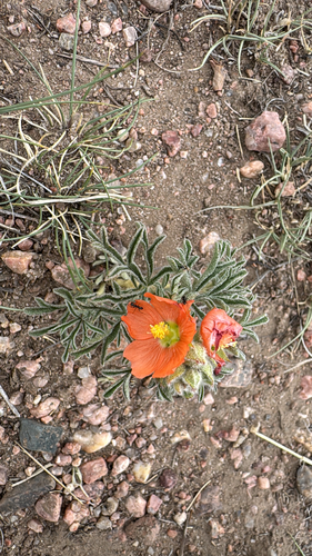 Scarlet Globemallow
