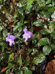 Strobilanthes rankanensis