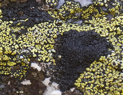 Orphniospora moriopsis