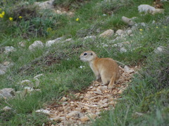 Spermophilus xanthoprymnus