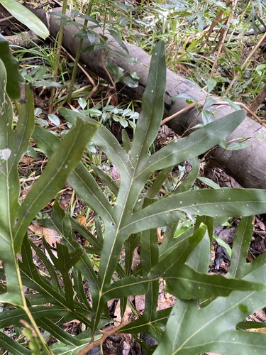 Grevillea hilliana, 2026-04-02