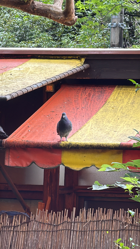 Rock Pigeon